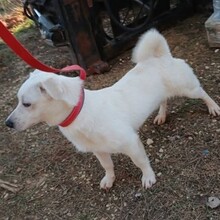 JEREMY, Hund, Mischlingshund in Portugal - Bild 4