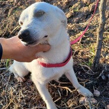 JEREMY, Hund, Mischlingshund in Portugal - Bild 7