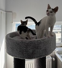 RONJA, Katze, Europäisch Kurzhaar in Reichenbach - Bild 3