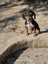 FILOU, Hund, Mischlingshund in Griechenland - Bild 1