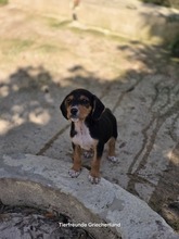 FILOU, Hund, Mischlingshund in Griechenland - Bild 2