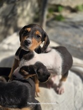 FILOU, Hund, Mischlingshund in Griechenland - Bild 3