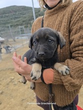 LYSETTE, Hund, Mischlingshund in Griechenland - Bild 1