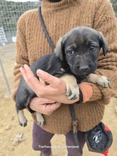 LYSETTE, Hund, Mischlingshund in Griechenland - Bild 2