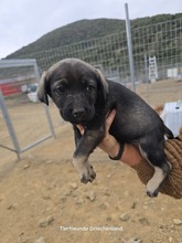 LYSETTE, Hund, Mischlingshund in Griechenland - Bild 3