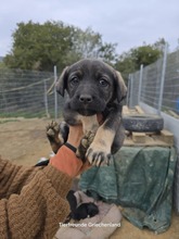 LYSETTE, Hund, Mischlingshund in Griechenland - Bild 4