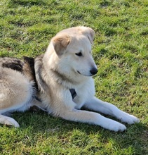 MO, Hund, Mischlingshund in Essen - Bild 1