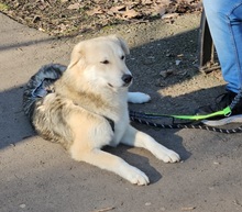 MO, Hund, Mischlingshund in Essen - Bild 4