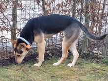 ENJA, Hund, Mischlingshund in Fürstenfeldbruck - Bild 3