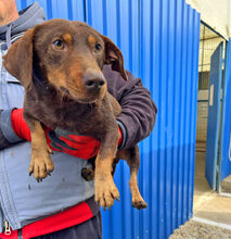 WILHELM, Hund, Dackel in Rumänien - Bild 1