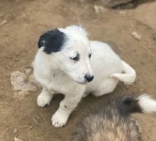 PICO, Hund, Mischlingshund in Griechenland - Bild 10