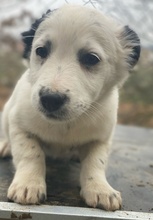 PICO, Hund, Mischlingshund in Griechenland - Bild 12