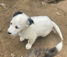 PICO, Hund, Mischlingshund in Griechenland - Bild 2