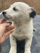 PICO, Hund, Mischlingshund in Griechenland - Bild 3