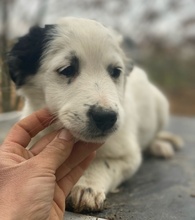 PICO, Hund, Mischlingshund in Griechenland - Bild 4