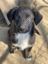 KOLLO, Hund, Mischlingshund in Griechenland - Bild 3