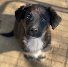 KOLLO, Hund, Mischlingshund in Griechenland - Bild 4