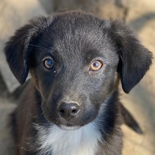 KOLLO, Hund, Mischlingshund in Griechenland - Bild 8