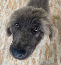 HAKO, Hund, Mischlingshund in Spanien - Bild 1