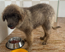 HAKO, Hund, Mischlingshund in Spanien - Bild 2