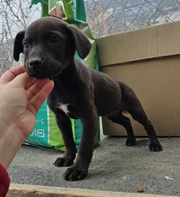 ARISTO, Hund, Mischlingshund in Griechenland - Bild 2