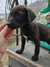 ARISTO, Hund, Mischlingshund in Griechenland - Bild 3