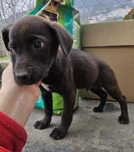 ARISTO, Hund, Mischlingshund in Griechenland - Bild 8