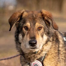 AYOKA, Hund, Mischlingshund in Ebstorf - Bild 1