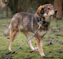 AYOKA, Hund, Mischlingshund in Ebstorf - Bild 2