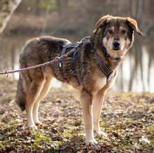 AYOKA, Hund, Mischlingshund in Ebstorf - Bild 3