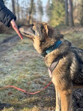 AYOKA, Hund, Mischlingshund in Ebstorf - Bild 8