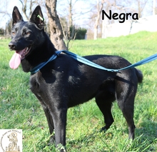 NEGRA, Hund, Schäferhund-Mischling in Friedberg - Bild 3