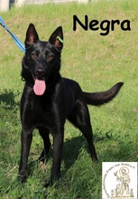 NEGRA, Hund, Schäferhund-Mischling in Friedberg - Bild 4