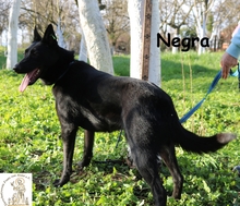 NEGRA, Hund, Schäferhund-Mischling in Friedberg - Bild 5