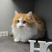 ASLAN, Katze, Halblanghaar-Mix in Bulgarien - Bild 2