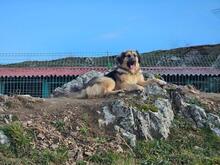 CHARLIE, Hund, Mischlingshund in Rumänien - Bild 4