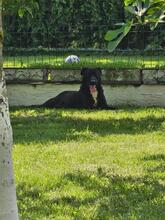 DIXIE, Hund, Mischlingshund in Rumänien - Bild 3