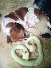 HOLLY, Hund, Mischlingshund in Italien - Bild 6