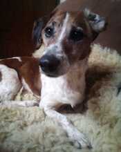 HOLLY, Hund, Mischlingshund in Italien - Bild 8