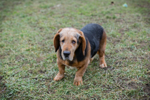 ABUELO, Hund, Basset-Mix in Kroatien - Bild 1