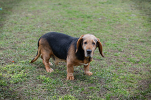 ABUELO, Hund, Basset-Mix in Kroatien - Bild 2