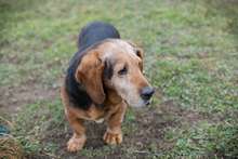 ABUELO, Hund, Basset-Mix in Kroatien - Bild 3