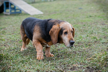 ABUELO, Hund, Basset-Mix in Kroatien - Bild 4