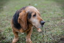 ABUELO, Hund, Basset-Mix in Kroatien - Bild 5