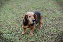 ABUELO, Hund, Basset-Mix in Kroatien - Bild 6