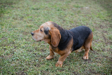 ABUELO, Hund, Basset-Mix in Kroatien - Bild 7