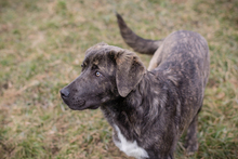 CHIPNR235432, Hund, Mischlingshund in Kroatien - Bild 2