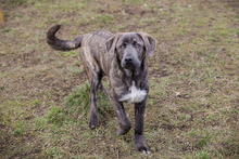 CHIPNR235432, Hund, Mischlingshund in Kroatien - Bild 3