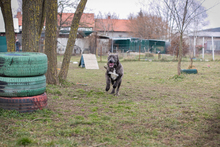 CHIPNR235432, Hund, Mischlingshund in Kroatien - Bild 4