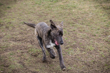 CHIPNR235432, Hund, Mischlingshund in Kroatien - Bild 5